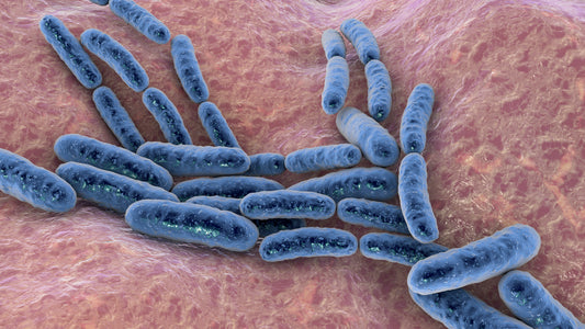 Ask the Expert: What are lactobacilli?